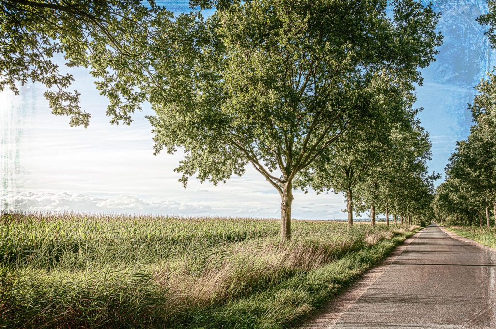 VWet 15 - Allee Neuengamme - 2016